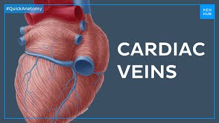 The greater cardiac venous system  Quick Anatomy  Kenhub [upl. by Ezeerb]