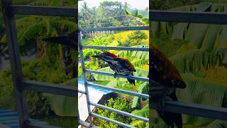 Blackrumped flameback woodpecker at my office window birds birdwatching woodpecker [upl. by Candace]