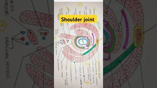 Shoulder joint anatomy shoulder anatomy bhms shorts mbbs [upl. by Vial]