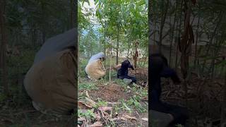 Cassava harvest failure PART 1 shorts bushcraft outdoor survival viralvideo camping forest [upl. by Siuol478]