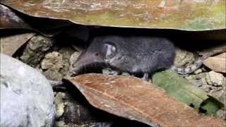 Lesser White toothed Shrew Crocidura suaveolens cypria  Κυπριακή Μυγαλή  Cyprus [upl. by Barrington]