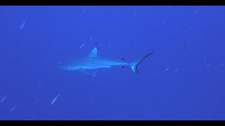 Les Requins de la passe sud de Fakarava TUMAKOHUA [upl. by Adnilahs627]