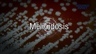 Melioidosis  Research Impact [upl. by Sharma]