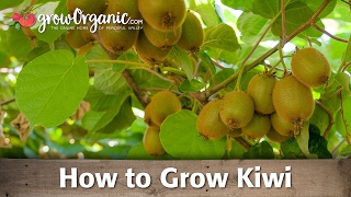 How to Grow Organic Kiwi [upl. by Ltney952]