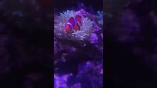 Ocellaris Clownfish Hosted By Green Bubble Tip Anemone [upl. by Htessil767]