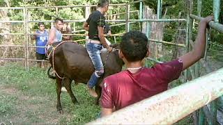 cala de toros de rancho cerro del paraiso [upl. by Ecirrehs]