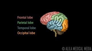 Neuroscience Basics Human Brain Anatomy and Lateralization of Brain Function 3D Animation [upl. by Arahset412]