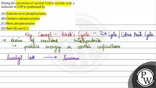 During the conversion of succinyl CoA to succinic acid a molecule of GTP is synthesised by 1 [upl. by Anelhtac]