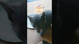 PAWING TIME AFTER EATING TURKEY 🐾 bea feeding kittens shorvideo [upl. by Nnayelhsa]