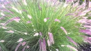 Pennisetum setaceum  Fountain Grass [upl. by Adnahsar432]