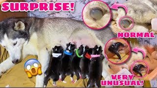 Zyber Gave Birth Today  We We’re Surprised  Husky Pack TV [upl. by Esened]