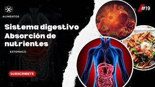 El sistema digestivo proceso de digestión y absorción de nutrientes  estomago  alimentación [upl. by Eidnak]