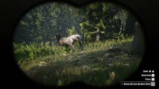 113 Sierra Nevada Bighorn Ram location RDR2 [upl. by Winchester555]