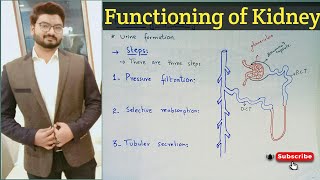 Functioning of kidney in urdu and hindi  Homeostasis  class 10  ch 11 [upl. by Atin]