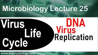 DNA virus replication  Virus life cycle [upl. by Ayouqat]