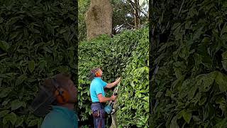 Trimming Aucuba Bush shorts garden gardening pruning [upl. by Laemaj]