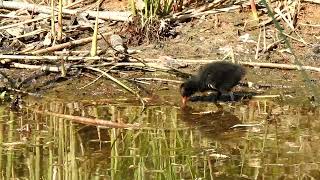 Waterhoen met kuikens  Moorhen with chicks [upl. by Anirat]