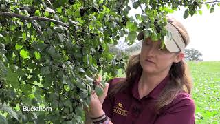 Buckthorn ID  Steps for Reducing the Soybean Aphid Host [upl. by Ablem102]