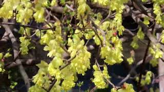 トサミズキ属Corylopsis winter hazelまんさく科 [upl. by Ssecnirp]