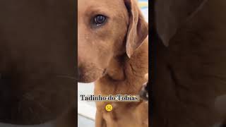 Tobias tá triste labrador cachorrodoglindo fofinho [upl. by Eirahcaz]