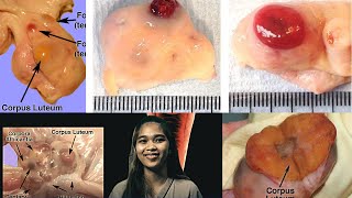 VET ENDO  Corpus Luteum CL Formation amp Regression  Student Output [upl. by Lindi]