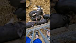 How to make a pig pile shorts funny pigs cute [upl. by Onibas]