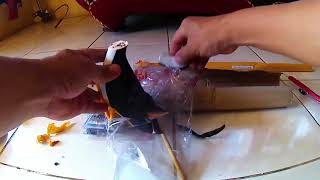 Unboxing Pipa Shr4p Tiger dan RuakRuak [upl. by Maible]