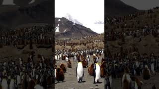 Epic Penguin Sliding Party in Antarcticaquot AntarcticLife PenguinFun [upl. by Ahsenaj]