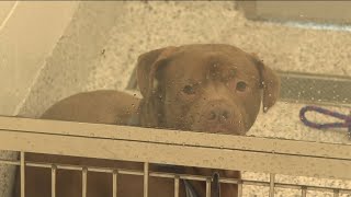 Fulton County Animal Services is offering free adoption this Thanksgiving weekend [upl. by Ahsilyt714]