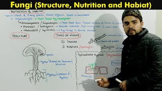 Kingdom Fungi Fungi Structure habitat and Nutrition [upl. by Nitaj881]