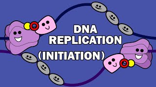 DNA REPLICATION 13  INITIATION [upl. by Atiluj]