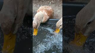 Saxony duck playing in the bubbly water [upl. by Lambert]