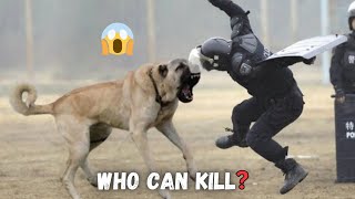 6 Dogs That Could Defeat A Kangal [upl. by Yllime]