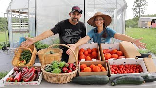 We Cant believe the size of these tomatoes Its Harvest day on the homestead [upl. by Carlotta]