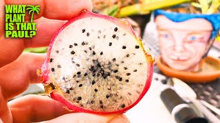 HARRISIA CACTUS FRUIT TASTING and REVIEW [upl. by Osithe]