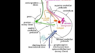 Afferent Cerebellar Pathways [upl. by Aileek]