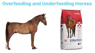 ⚠️Images of obese and thin horses⚠️ Overfeeding and Underfeeding Horses Awareness Video [upl. by Esinnej]