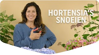 Hortensias snoeien De beste snoeitips op een rij  Mijn Border  Pokon [upl. by Ainitsirc]