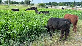 Cattle Grazing Sorghum Sudangrass [upl. by Aliza788]