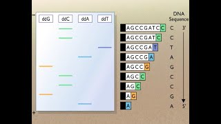 Secuenciación del ADN [upl. by Zeiler755]