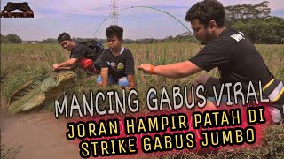 NIAT MANCING GABUS VIRAL  MALAH DAPET CHANNA JUMBO [upl. by Roch]