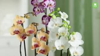 PflegeTipps für schöne Orchideen [upl. by Onitnelav]