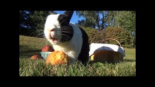 RABBIT EATING PEACHES Official Music Video [upl. by Ritter]