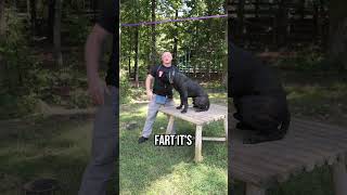 How To Lift A 100LB DOG  THE RIGHT WAY [upl. by Konstance]