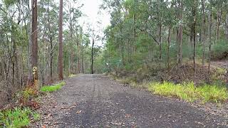 Sulphurcrested Cockatoo in the Moggill Forest [upl. by Llebiram46]