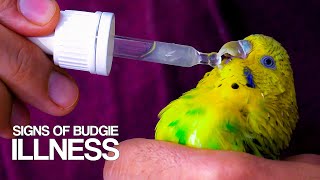 How to Keep Your Pet Bird Healthy Tips for Bird Owners [upl. by Sunev]