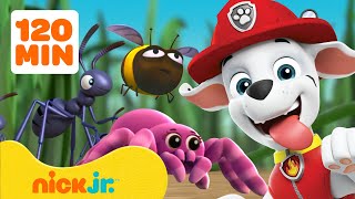 Paw Patrol  ¡PAW Patrol Rescates y Aventuras con Insectos 🐝 2 Horas  Nick Jr en Español [upl. by Renwick]