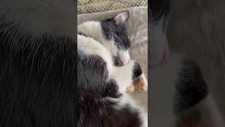 Twitchy dreamZzzz cat livingonafarm kitten farmliving shorts dream [upl. by Dang124]