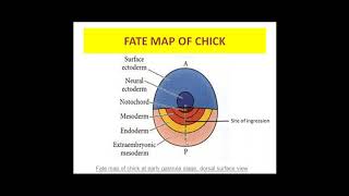 Early embryonic development in chickDr Amanpreet Kaur Kalsi [upl. by Akinam485]