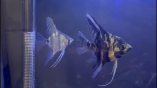 ADDING ANGELFISH INTO THE 29 GALLON AQUARIUM [upl. by Uphemia]